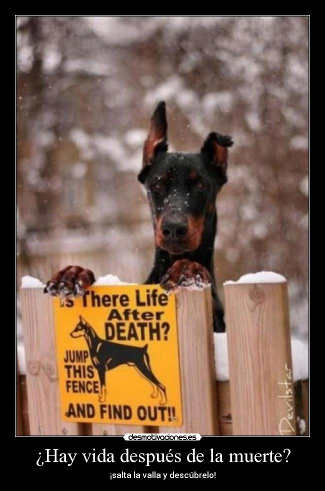 ¿Hay vida después de la muerte? -
