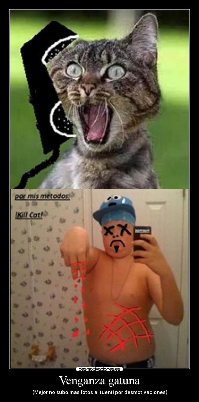 Venganza gatuna -