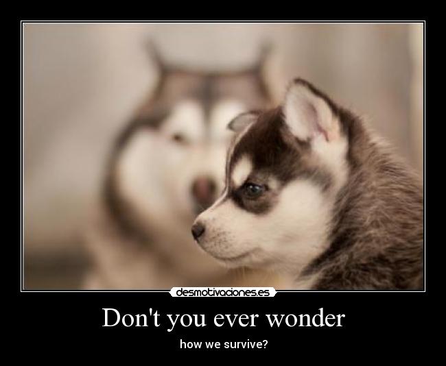 Dont you ever wonder - how we survive?