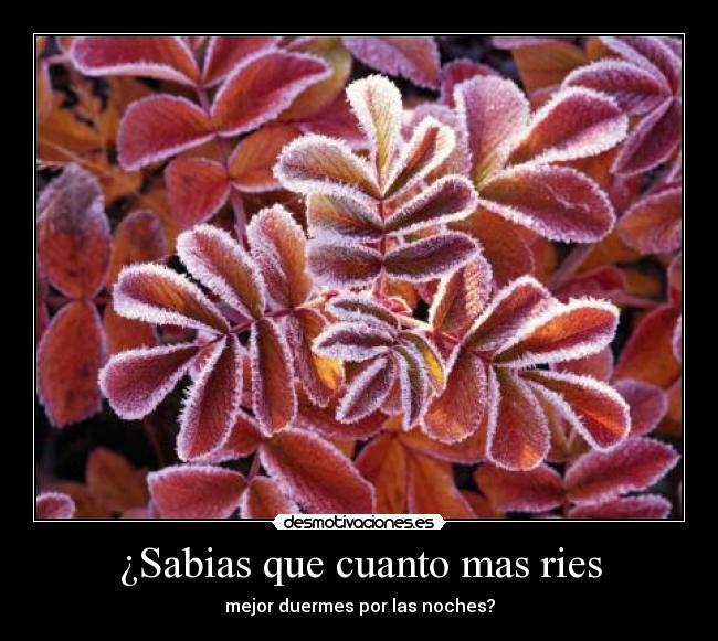 ¿Sabias que cuanto mas ries - mejor duermes por las noches?