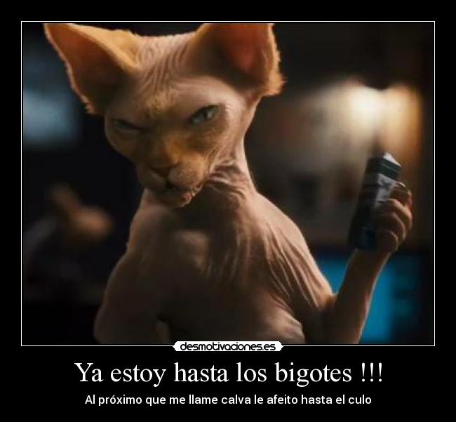 Ya estoy hasta los bigotes !!! - Al próximo que me llame calva le afeito hasta el culo