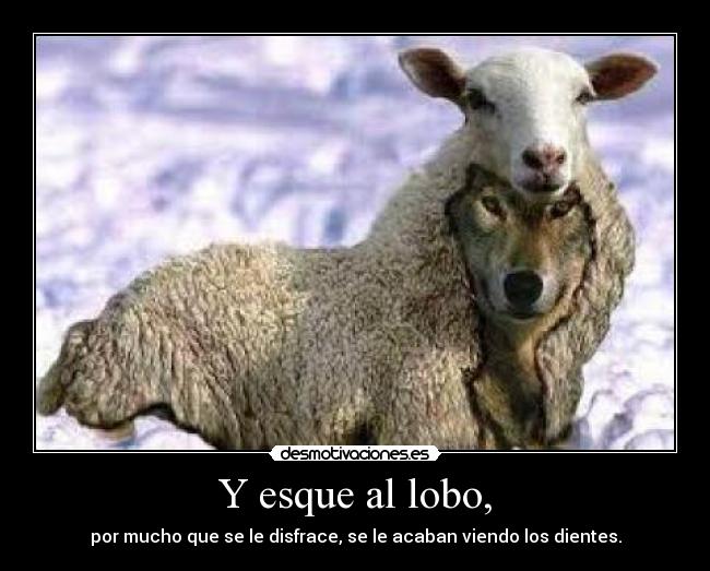 Y esque al lobo, - 