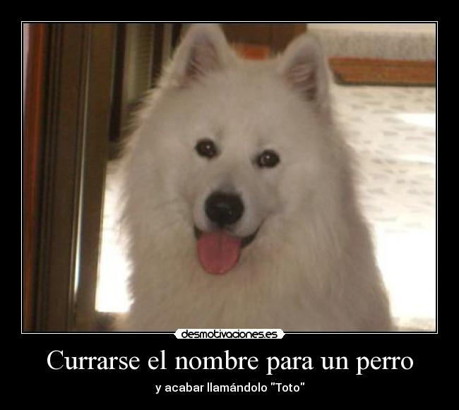 Currarse el nombre para un perro - y acabar llamándolo Toto
