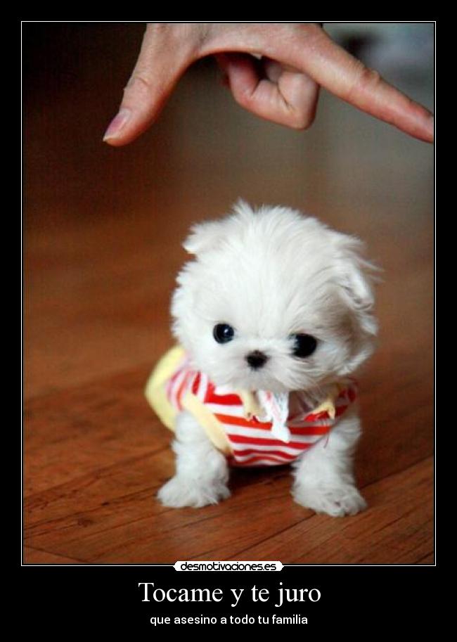 Tocame y te juro -