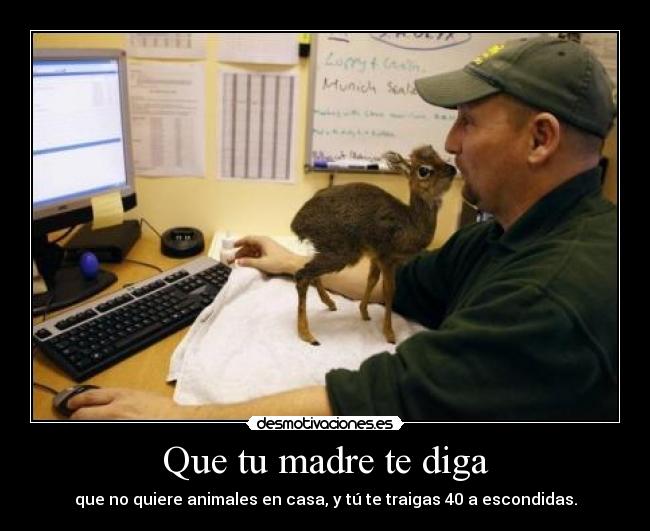 Que tu madre te diga - que no quiere animales en casa, y tú te traigas 40 a escondidas.
