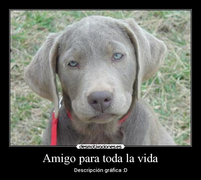 Amigo para toda la vida -