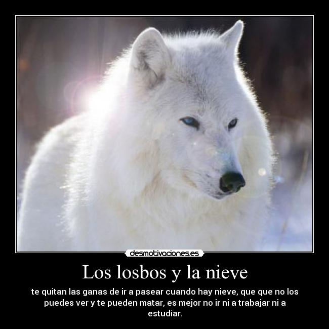 carteles lobos desmotivaciones