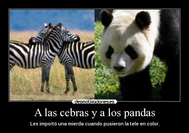 A las cebras y a los pandas - 