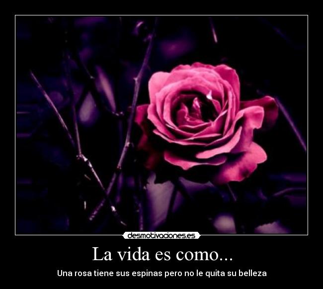 La vida es como... - Una rosa tiene sus espinas pero no le quita su belleza