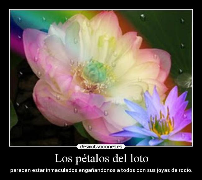 Lenceria flor de loto madrid