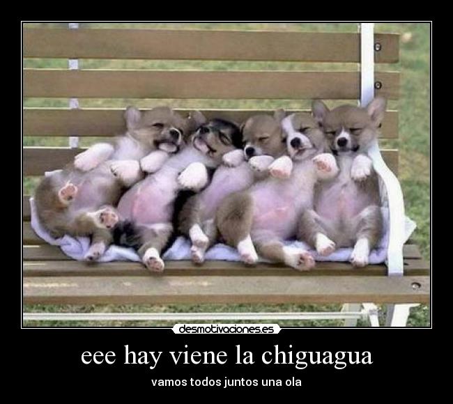 eee hay viene la chiguagua - 