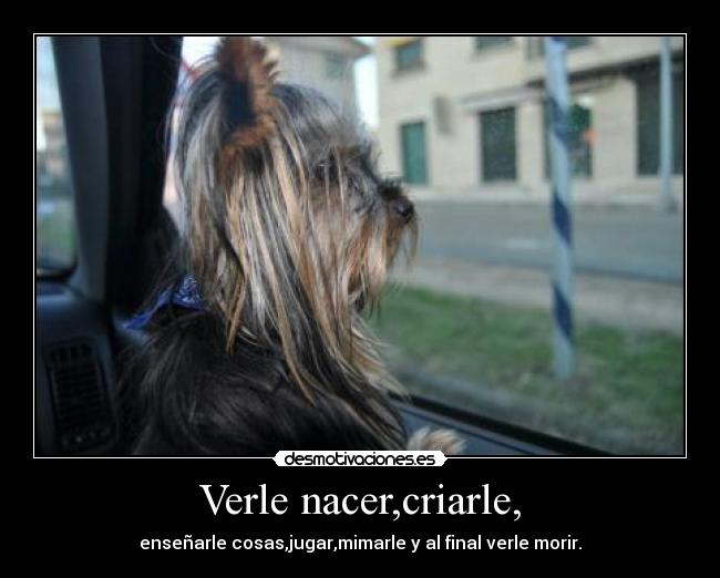 Verle nacer,criarle, - 