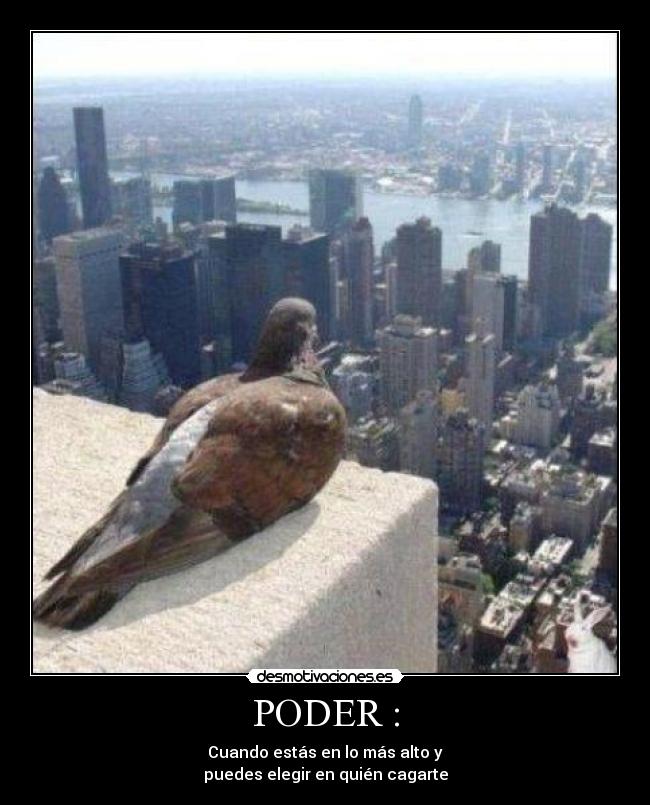 carteles palomas desmotivaciones