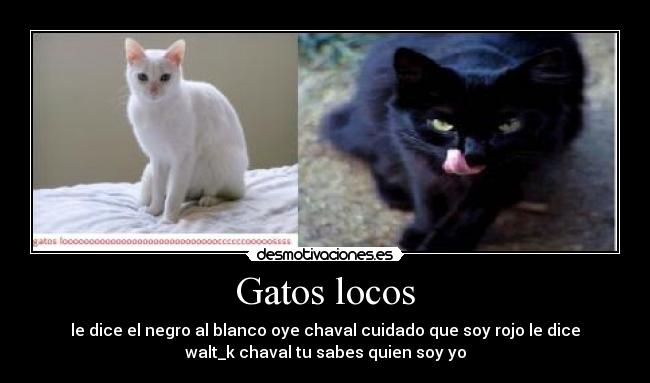 Gatos locos - le dice el negro al blanco oye chaval cuidado que soy rojo le dice
walt_k chaval tu sabes quien soy yo