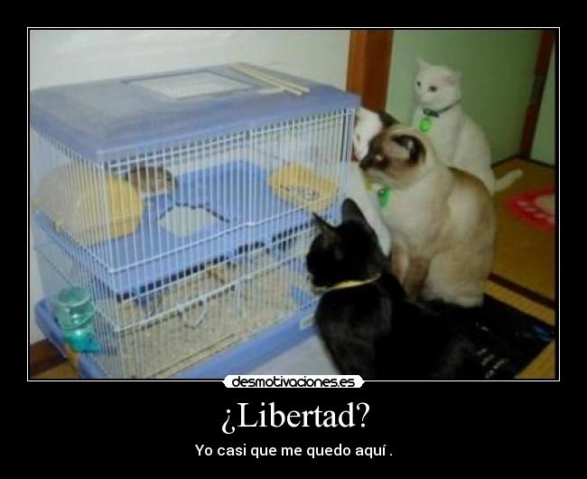 ¿Libertad? -