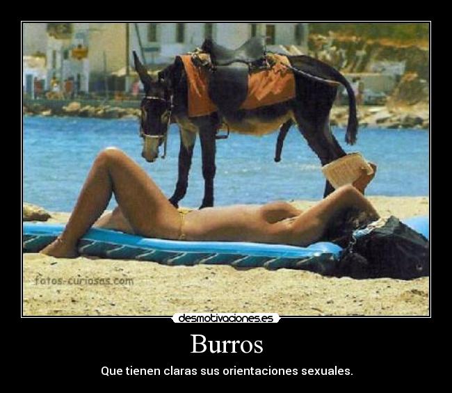 Burros -