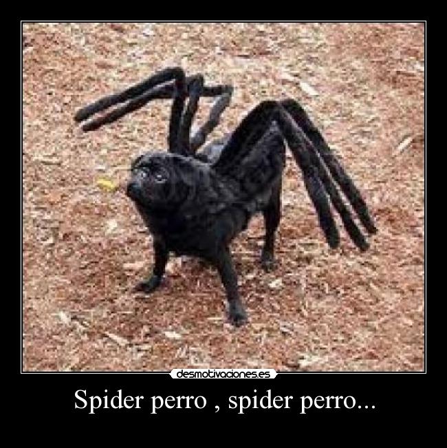 Spider perro , spider perro... - 