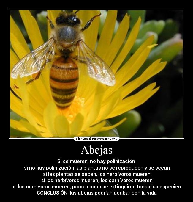 Abejas - Si se mueren, no hay polinización 
si no hay polinización las plantas no se reproducen y se secan
si las plantas se secan, los herbívoros mueren
si los herbívoros mueren, los carnívoros mueren
si los carnívoros mueren, poco a poco se extinguirán todas las especies
CONCLUSIÓN: las abejas podrían acabar con la vida