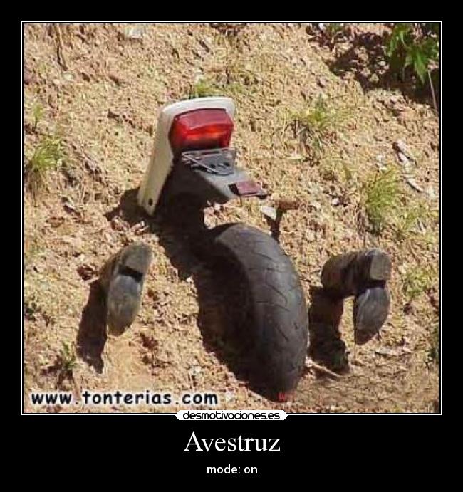 Avestruz - 