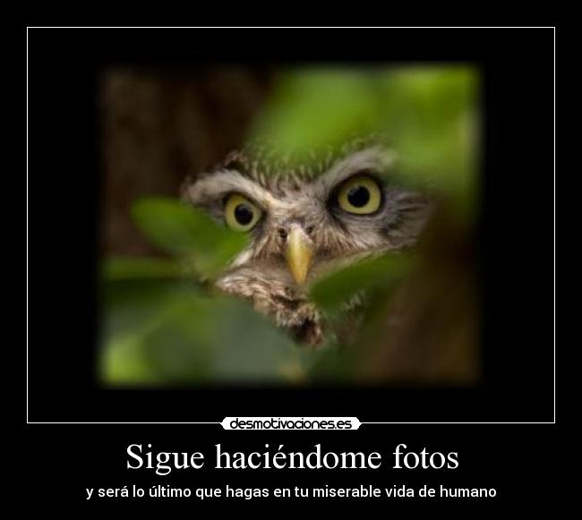 Sigue haciéndome fotos - y será lo último que hagas en tu miserable vida de humano