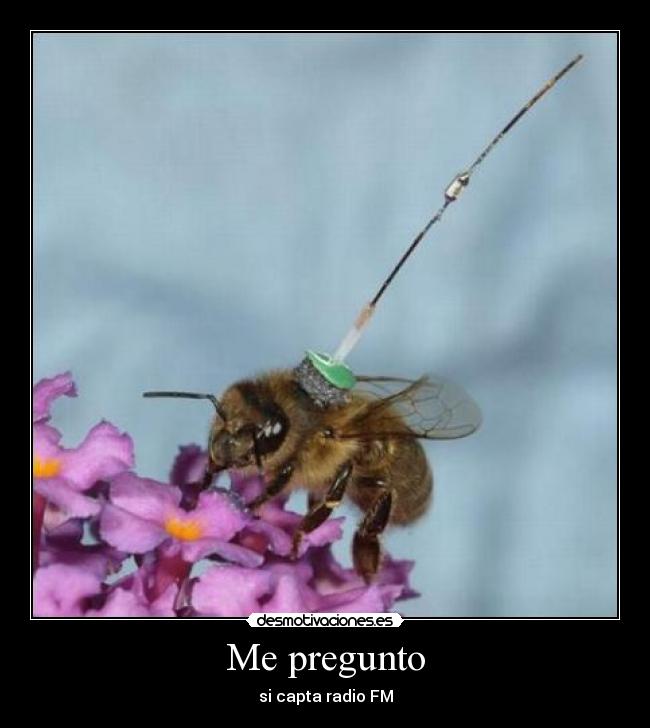 carteles abeja desmotivaciones