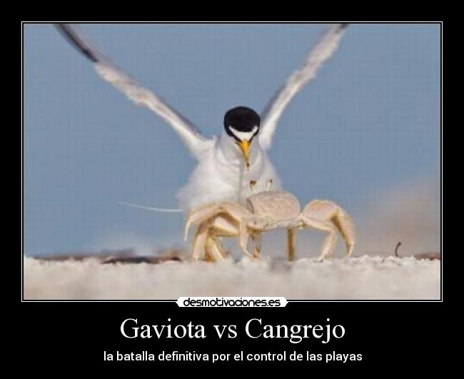 Gaviota vs Cangrejo - la batalla definitiva por el control de las playas