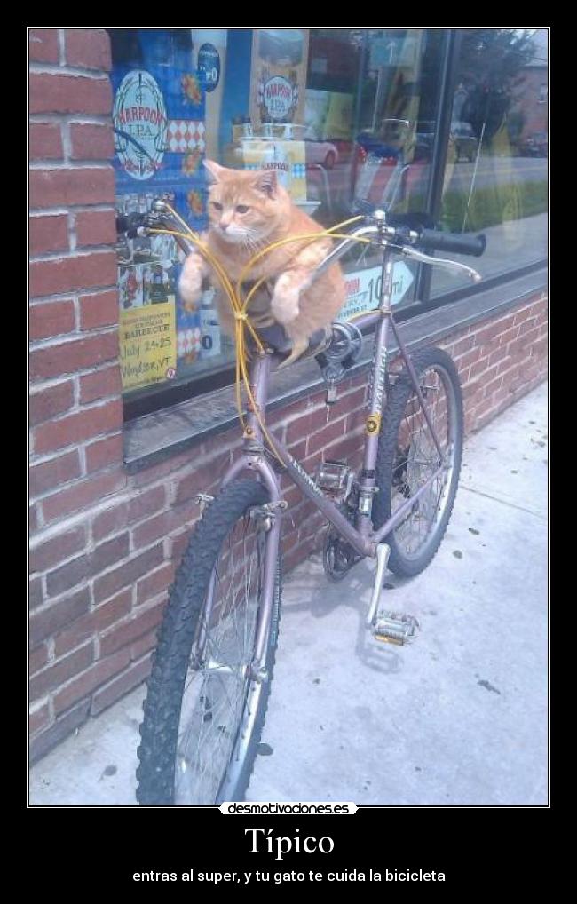 Típico - entras al super, y tu gato te cuida la bicicleta