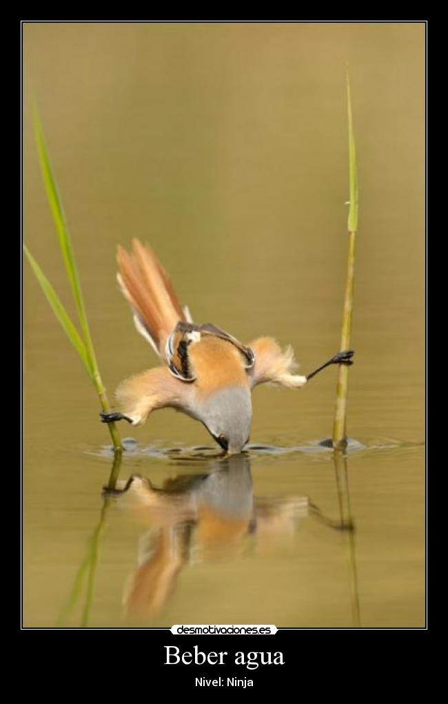 Beber agua - Nivel: Ninja