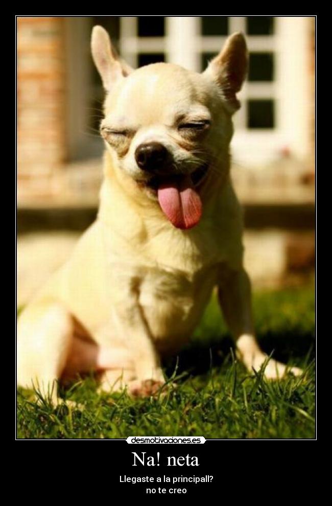 Na! neta - Llegaste a la principall?
no te creo