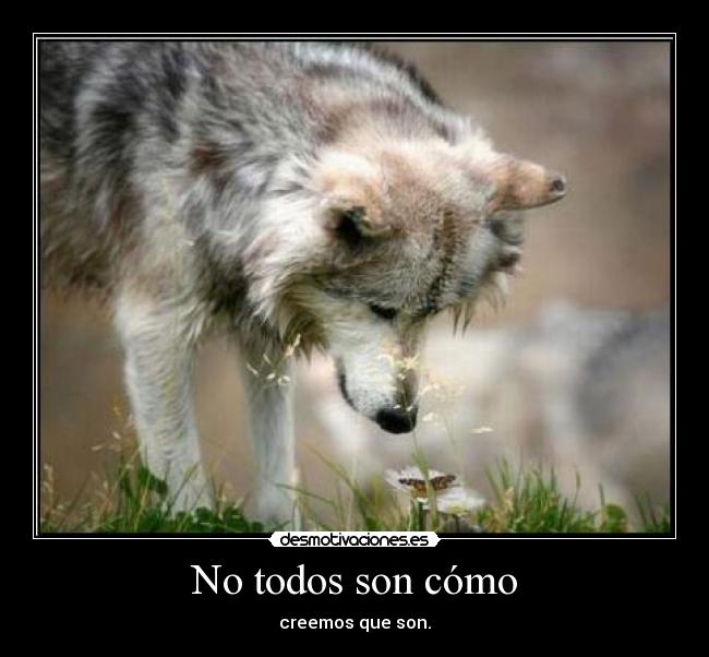No todos son cómo - 