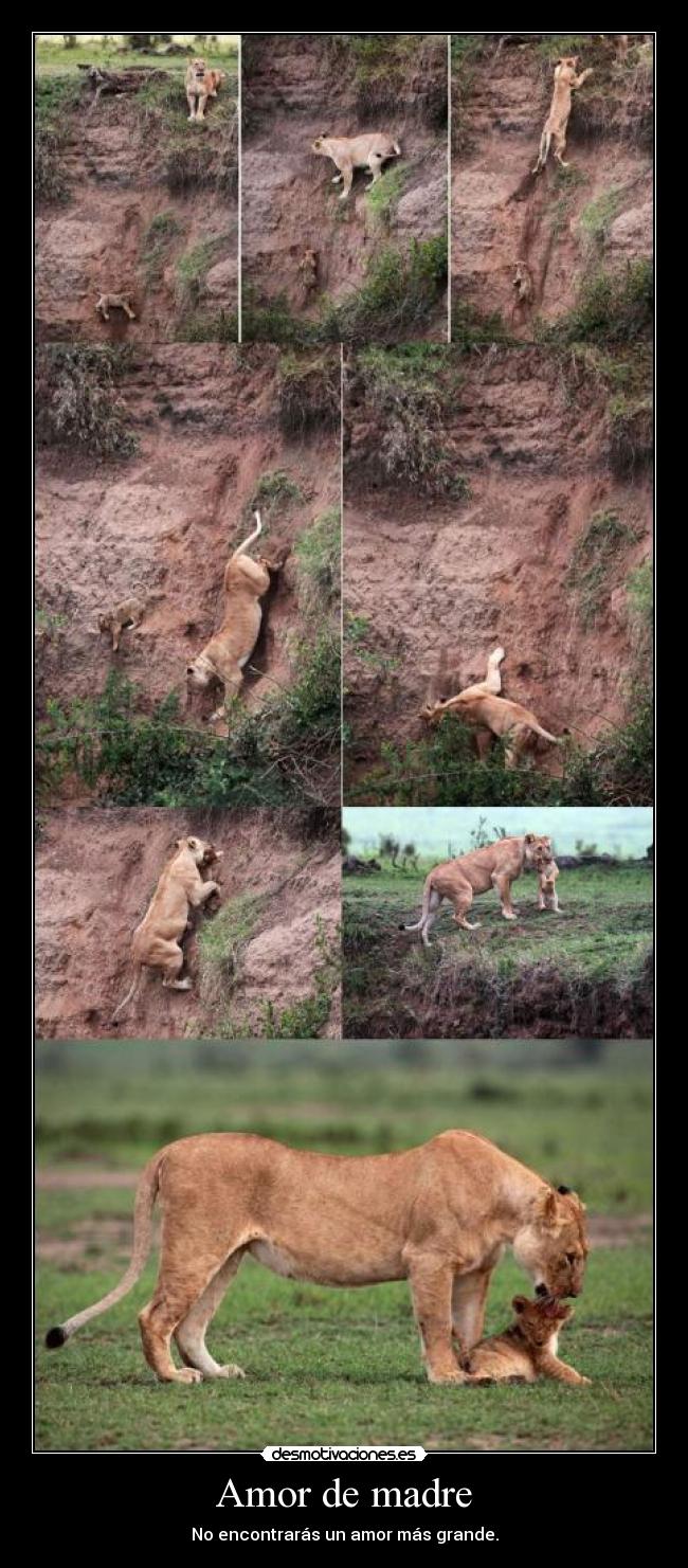 Amor de madre - No encontrarás un amor más grande.