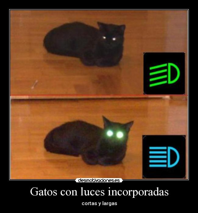 Gatos con luces incorporadas - cortas y largas