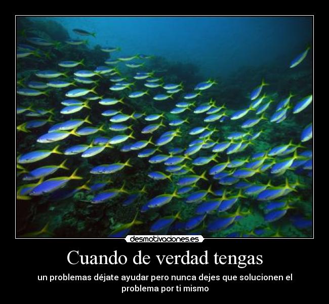 carteles explicacion seria que los peces van grupos mueven como uno cuando deberian ser independient desmotivaciones