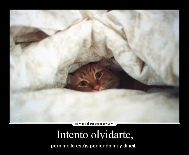 Intento olvidarte, -