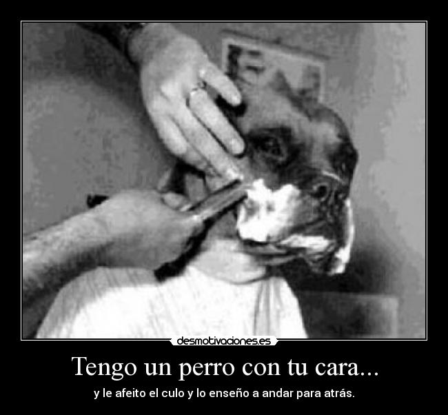 carteles humor perro cara culo desmotivaciones