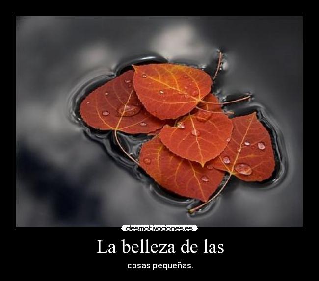 La belleza de las -