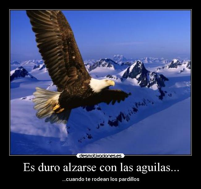 Es duro alzarse con las aguilas... - 