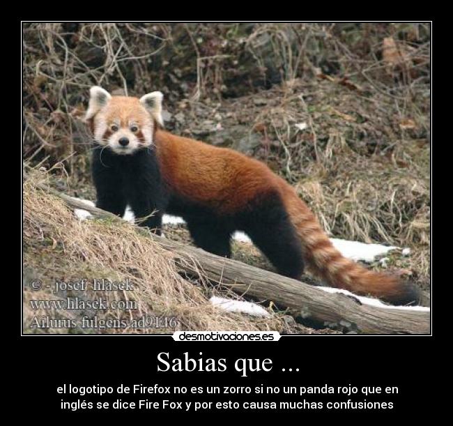 Sabias que ... - el logotipo de Firefox no es un zorro si no un panda rojo que en
inglés se dice Fire Fox y por esto causa muchas confusiones