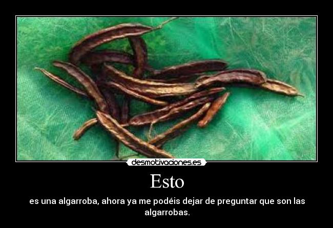 Esto - es una algarroba, ahora ya me podéis dejar de preguntar que son las algarrobas.