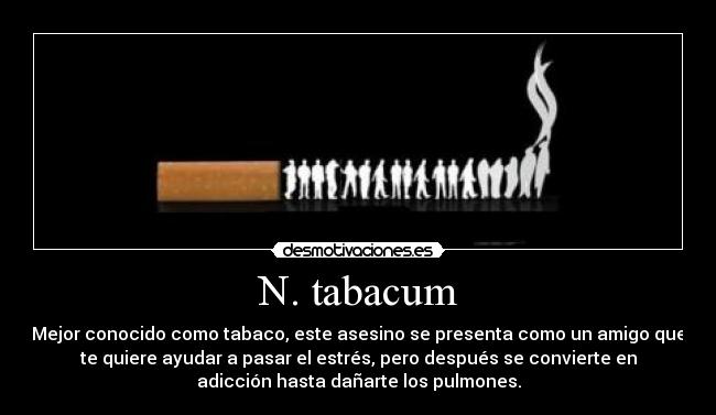 N. tabacum - Mejor conocido como tabaco, este asesino se presenta como un amigo que
te quiere ayudar a pasar el estrés, pero después se convierte en
adicción hasta dañarte los pulmones.