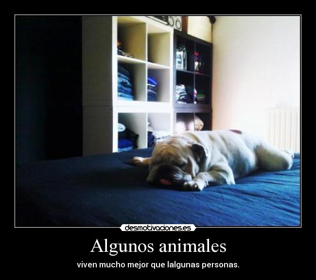 Algunos animales - 