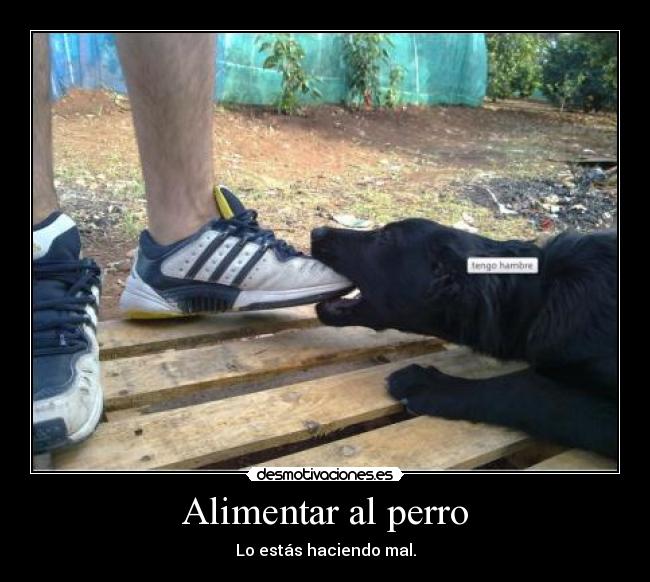 Alimentar al perro -