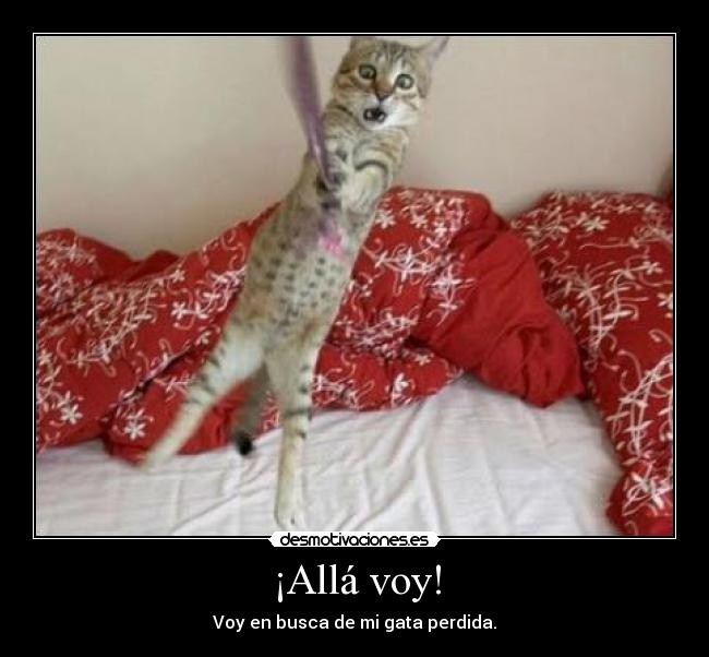 ¡Allá voy! - Voy en busca de mi gata perdida.