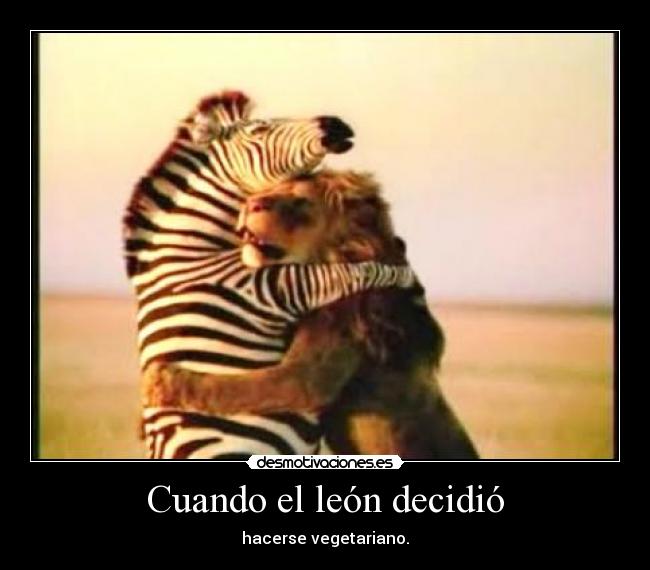 Cuando el león decidió - hacerse vegetariano.