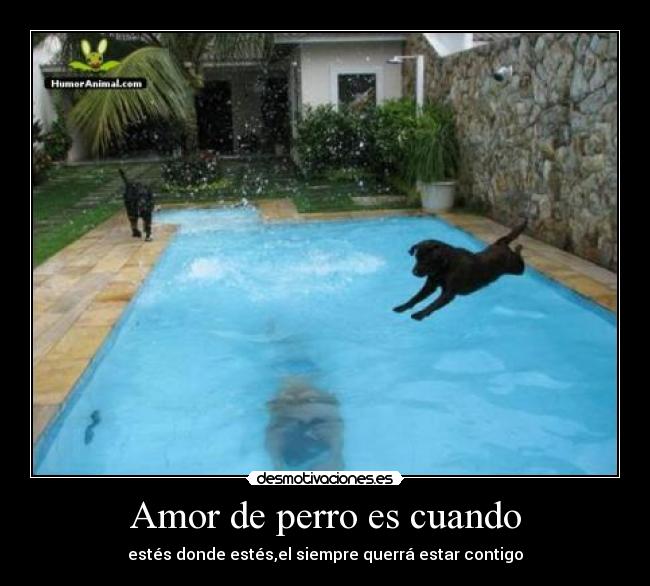 Amor de perro es cuando - estés donde estés,el siempre querrá estar contigo