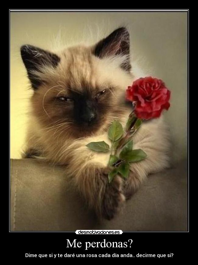 Me perdonas? - Dime que si y te daré una rosa cada día anda.. decirme que si?