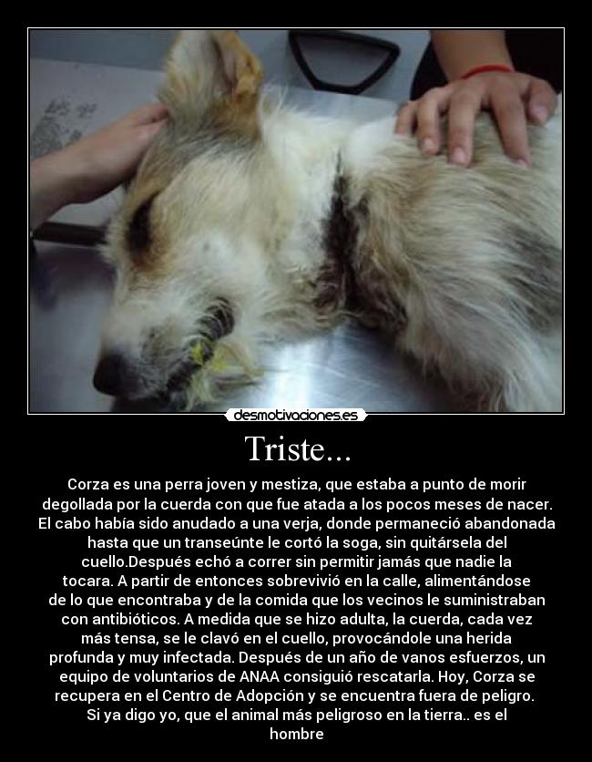 Triste... - Corza es una perra joven y mestiza, que estaba a punto de morir
degollada por la cuerda con que fue atada a los pocos meses de nacer.
El cabo había sido anudado a una verja, donde permaneció abandonada
hasta que un transeúnte le cortó la soga, sin quitársela del
cuello.Después echó a correr sin permitir jamás que nadie la
tocara. A partir de entonces sobrevivió en la calle, alimentándose
de lo que encontraba y de la comida que los vecinos le suministraban
con antibióticos. A medida que se hizo adulta, la cuerda, cada vez
más tensa, se le clavó en el cuello, provocándole una herida
profunda y muy infectada. Después de un año de vanos esfuerzos, un
equipo de voluntarios de ANAA consiguió rescatarla. Hoy, Corza se
recupera en el Centro de Adopción y se encuentra fuera de peligro.
Si ya digo yo, que el animal más peligroso en la tierra.. es el
hombre