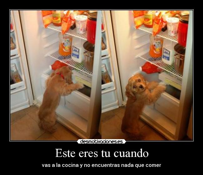 Este eres tu cuando - vas a la cocina y no encuentras nada que comer