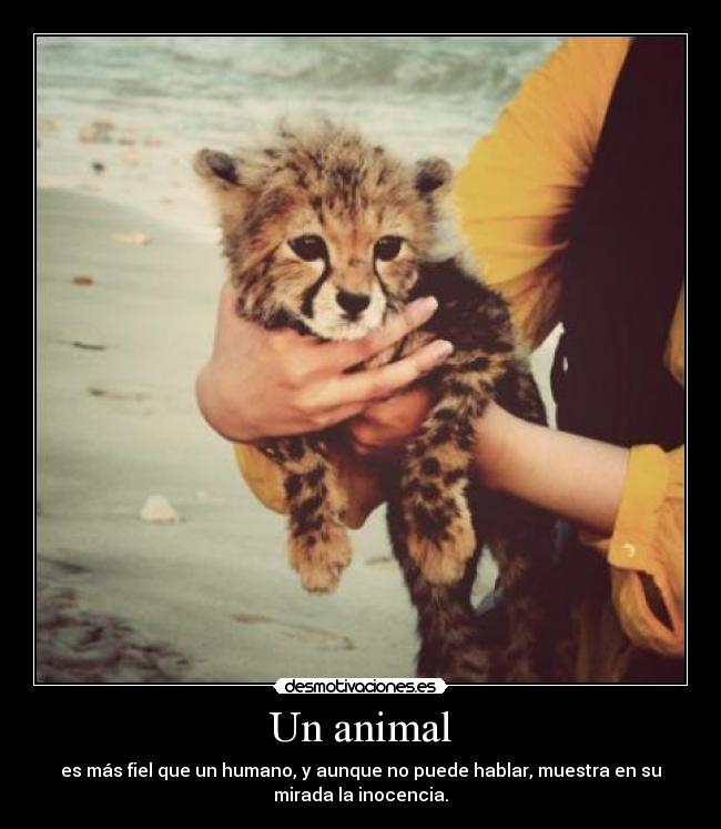 Un animal - es más fiel que un humano, y aunque no puede hablar, muestra en su
mirada la inocencia.