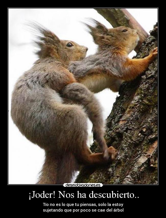 carteles ardillas desmotivaciones